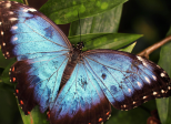 Les papillons