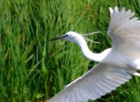 Qq oiseaux (1)