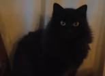 Il re dei gatti .2