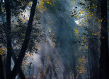Un spectacle non payant : La Nature !Photo by Amir Kalhor on Unsplash