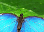 Que se passe-t-il à l'intérieur du chrysalis d'un papillon?