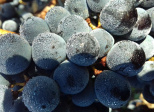 Buvons du vin rouge pour lutter contre les virus mutants