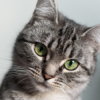 Pierre
