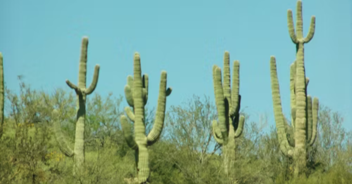 Erection