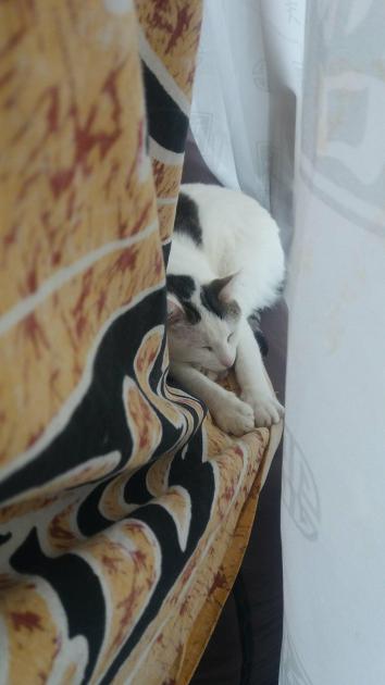 La perte d'un animal
