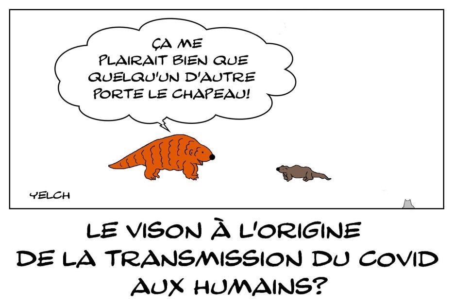 Pangolin et vison