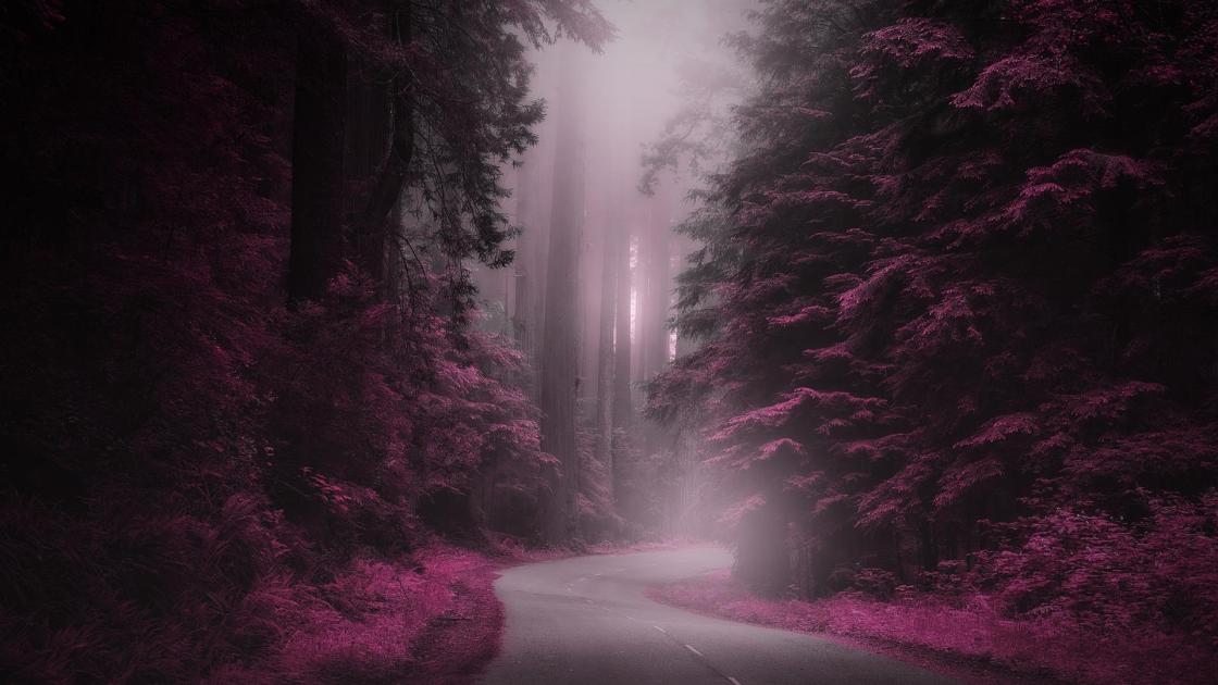 La forêt aux mille saveurs