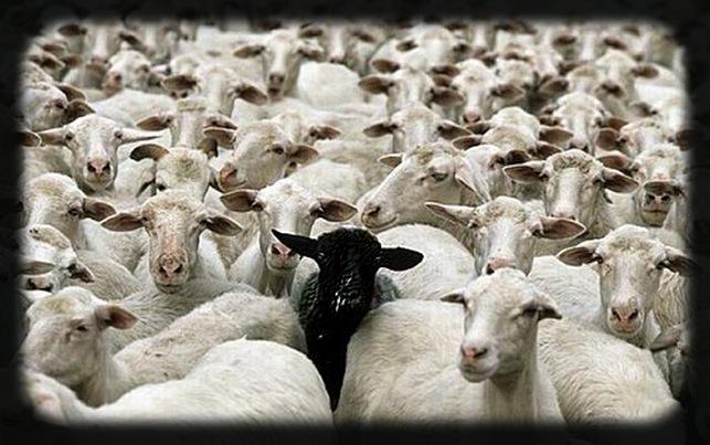 Le mouton noir