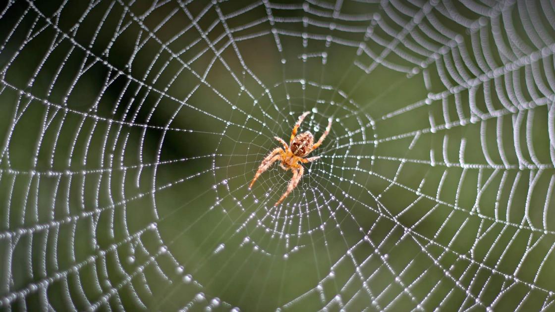 Bonjour, l'autre : c'est moi !