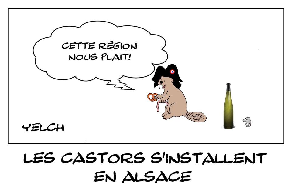Castors en Alsace