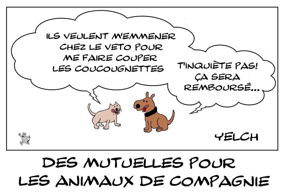 Mutuelles pour animaux de compagnie