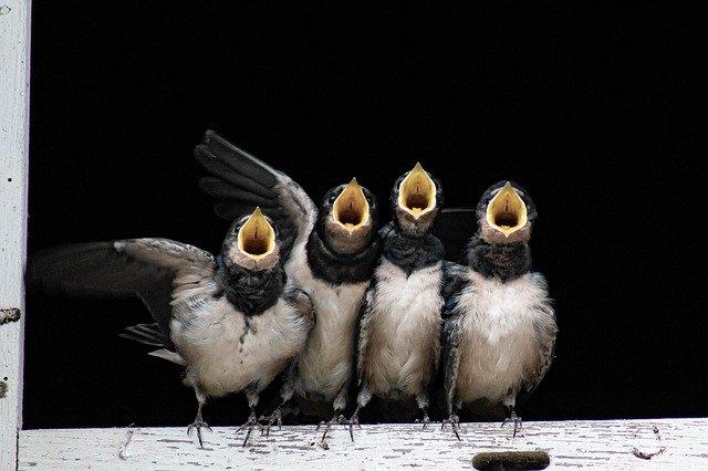 Faire comme l'oiseau