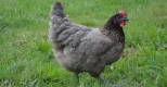 Coucher les poules