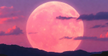 Le rose de la vie
