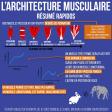 L'architecture musculaire résumé rapidos