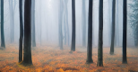 Sounds of Nature / Sounds Effects