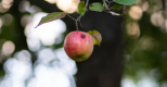 Le ver est dans le fruit !