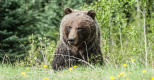 L'ours de foire