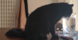 Il re dei gatti