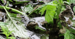 Dans l'eau qui miroite