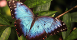 Les papillons