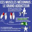 Ces muscles méconnus : le grand adducteur