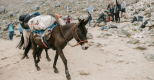 Mule
