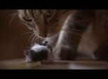 Jouer au chat et à la souris