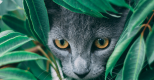 À la chasse