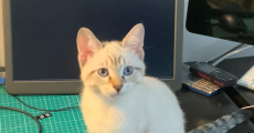 prev