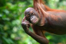 prev