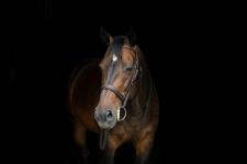 Ecurie Kevyn Thonnerieux : Marion Donabedian en plein boum