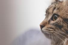 Le Chat