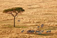 Faune sud-africaine (2)
