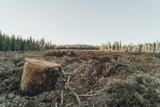 La déforestation impunie !