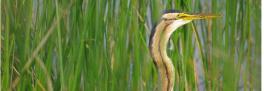 Qq oiseaux (3)