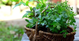 Add Blooming Spices To Your Nursery