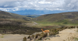 L'Avenue des Volcans