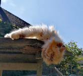 Suggestions de rotation