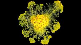 Le Virus et le Blob