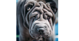 Chien bleu a le blues