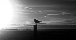 Mouette