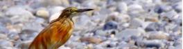 Qq oiseaux (2)