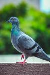 Celui qui voulait parler aux oiseaux