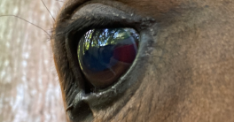 Un si doux regard
