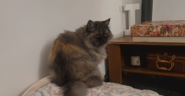 Un jour, un chat