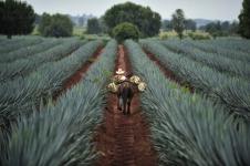 l'AGAVE Bleue