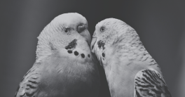 Le baiser de Giselle et Fabien