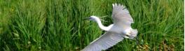 Qq oiseaux (1)