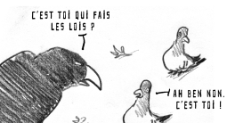 PIGEONS !